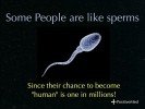 sperm humans