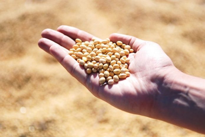 Soybean Fights Against Lung Cancer