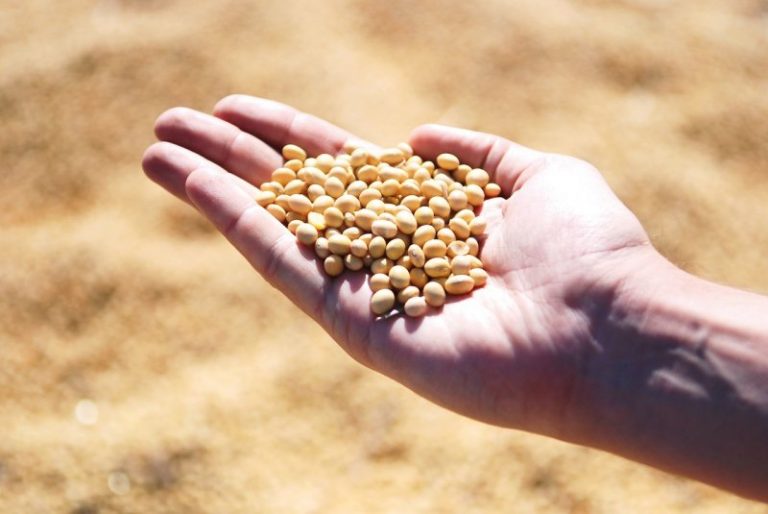 Soybean Fights Against Lung Cancer Soybean Fights Against Lung Cancer