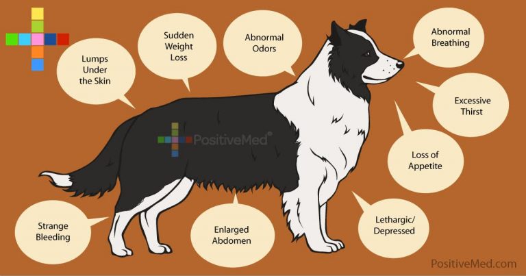 10 Warning Signs Of Cancer In Your Dog 10 Warning Signs Of Cancer In Your Dog