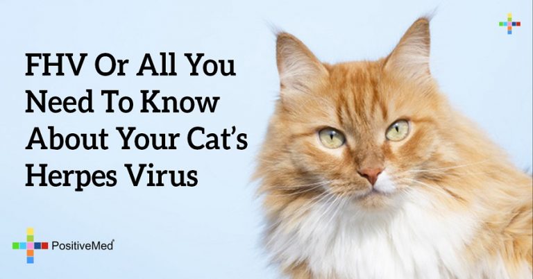 FHV Or All You Need To Know About Your Cat’s Herpes Virus