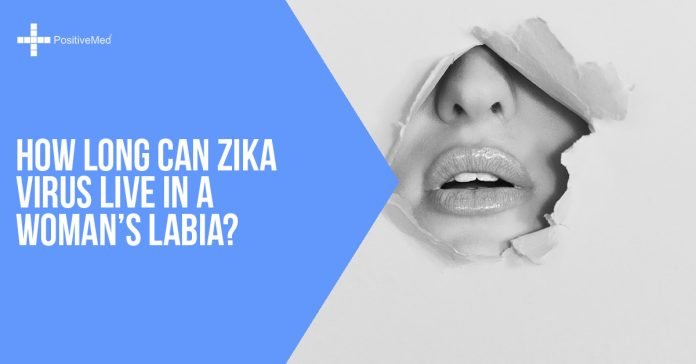 How Long Can Zika Virus Live In a Woman's Labia