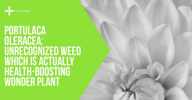 Portulaca Oleracea: Unrecognized Weed Which Is Actually Health-Boosting Wonder Plant Portulaca Oleracea: Unrecognized Weed Which Is Actually Health-Boosting Wonder Plant