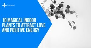 10 Magical Indoor Plants to Attract Love and Positive Energy