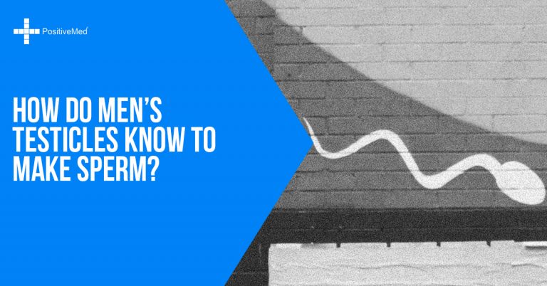 How Do Men’s Testicles Know to Make Sperm? How Do Men’s Testicles Know to Make Sperm?