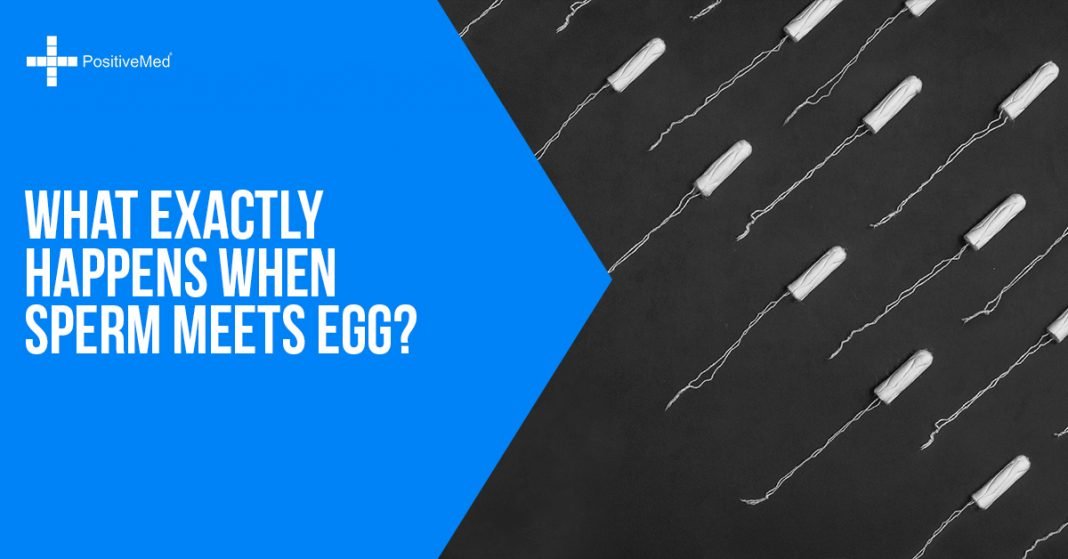 What Exactly Happens When Sperm Meets Egg? PositiveMed
