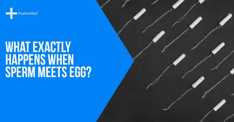 What Exactly Happens When Sperm Meets Egg?
