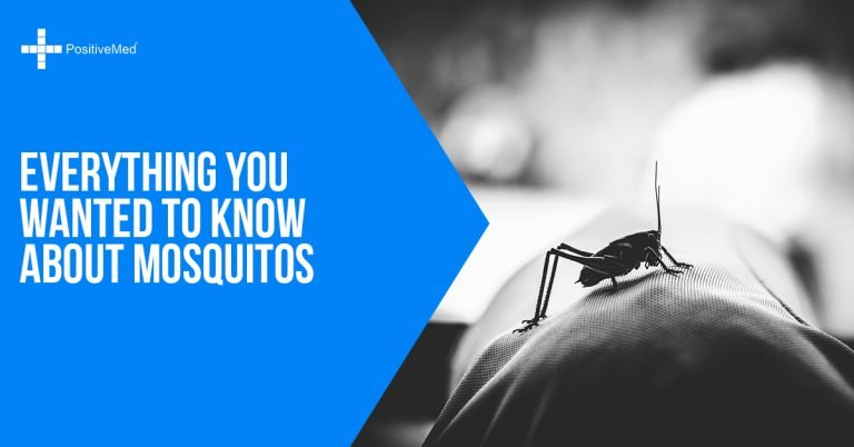 Everything You Wanted To Know About Mosquitos Everything You Wanted To Know About Mosquitos