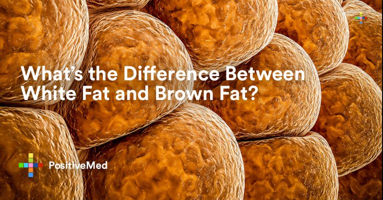 What’s the Difference Between White Fat and Brown Fat? What’s the Difference Between White Fat and Brown Fat?