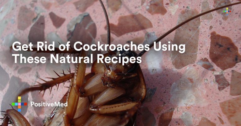 Get Rid of Cockroaches Using These Natural Recipes Get Rid of Cockroaches Using These Natural Recipes