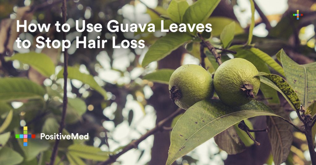 How to Use Guava Leaves to Stop Hair Loss.