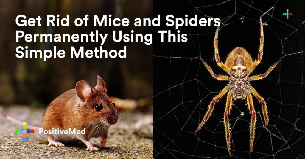 Get Rid of Mice and Spiders Permanently Using This Simple Method.