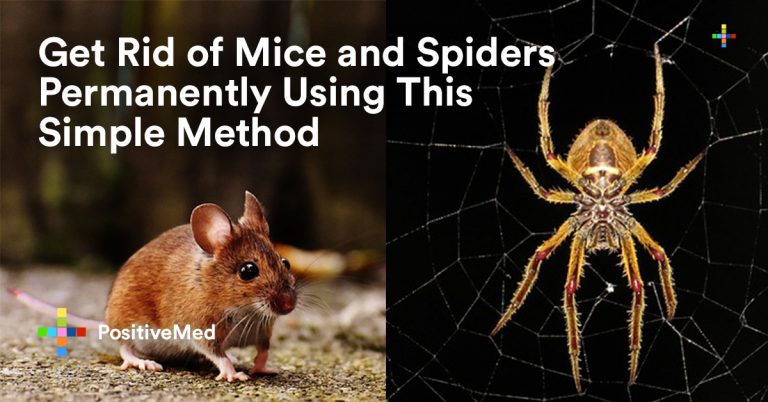 Get Rid of Mice and Spiders Permanently Using This Simple Method Get Rid of Mice and Spiders Permanently Using This Simple Method