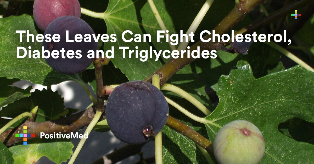 These Leaves Can Fight Cholesterol, Diabetes and Triglycerides PositiveMed