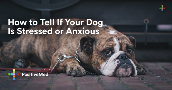 How to Tell If Your Dog Is Stressed or Anxious.
