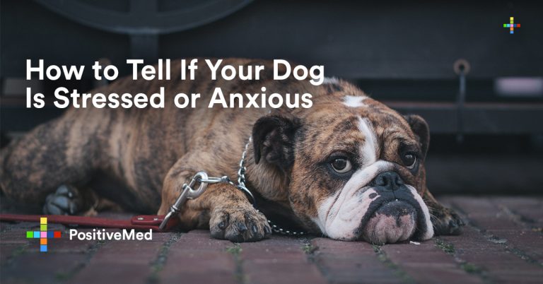 How to Tell If Your Dog Is Stressed or Anxious How to Tell If Your Dog Is Stressed or Anxious