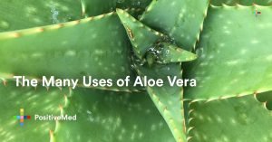 The Many Uses of Aloe Vera.
