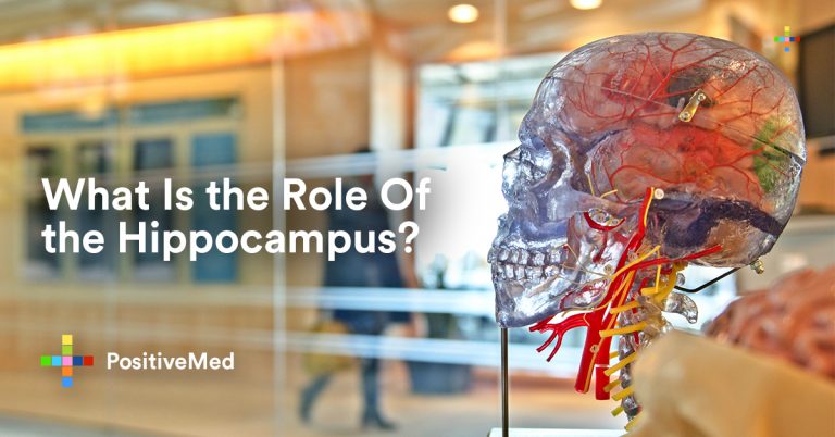 What Is the Role Of the Hippocampus? What Is the Role Of the Hippocampus?