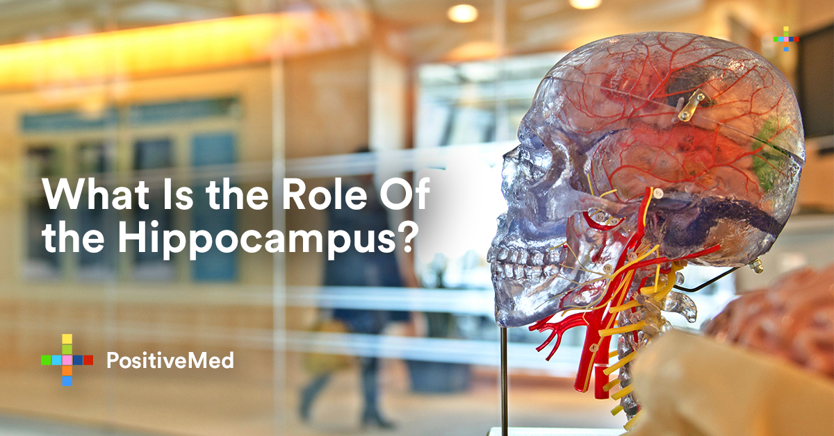 What Is the Role Of the Hippocampus? - PositiveMed