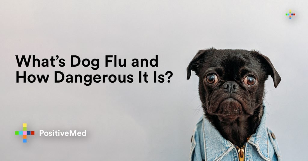 What’s Dog Flu and How Dangerous It Is?