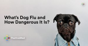 What’s Dog Flu and How Dangerous It Is?