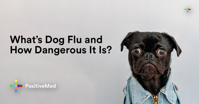 What’s Dog Flu and How Dangerous It Is? What’s Dog Flu and How Dangerous It Is?