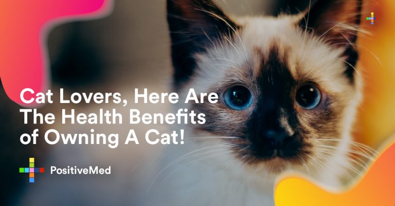 The Health Benefits of Owning a Cat The Health Benefits of Owning a Cat