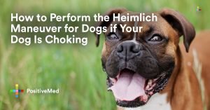 How to Perform the Heimlich Maneuver for Dogs if Your Dog Is Choking