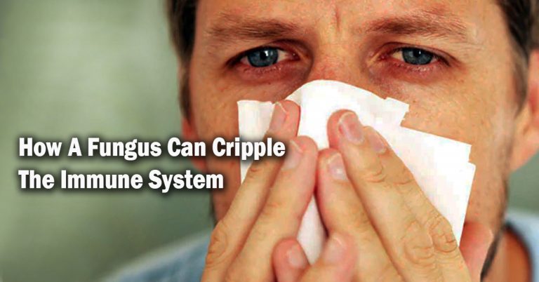 How A Fungus Can Cripple The Immune System How A Fungus Can Cripple The Immune System
