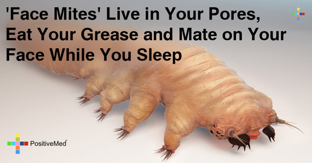 “Face Mites” Live Inside Your Pores, Eat Grease and Mate On Your Face