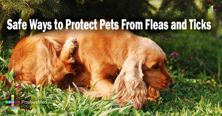 Safe Ways to Protect Pets From Fleas and Ticks