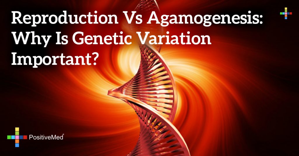 Reproduction vs Agamogenesis: Why Is Genetic Variation Important?