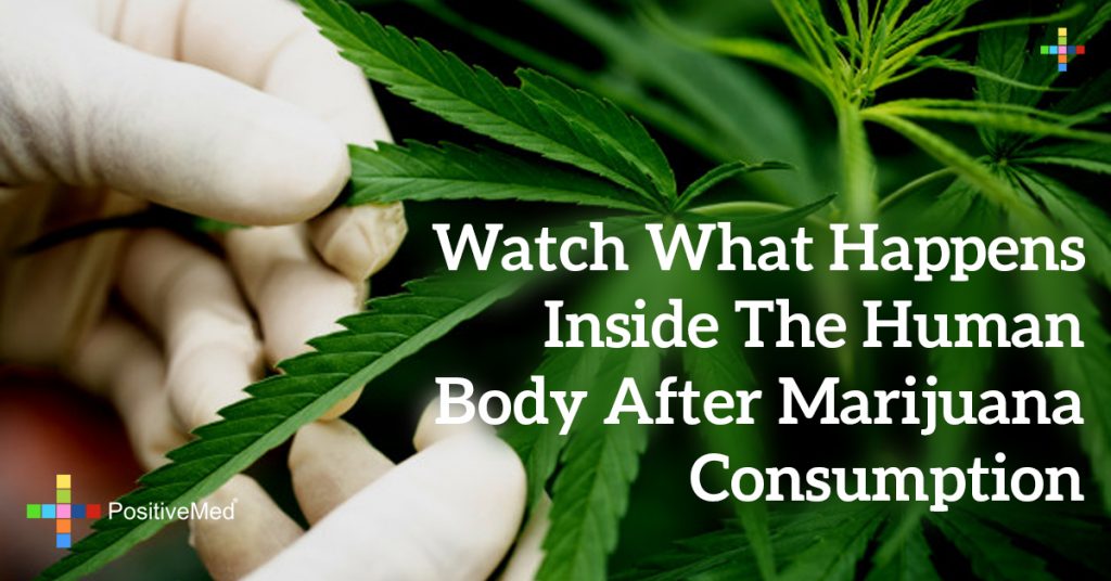 Watch What Happens Inside the Human Body After Marijuana Consumption