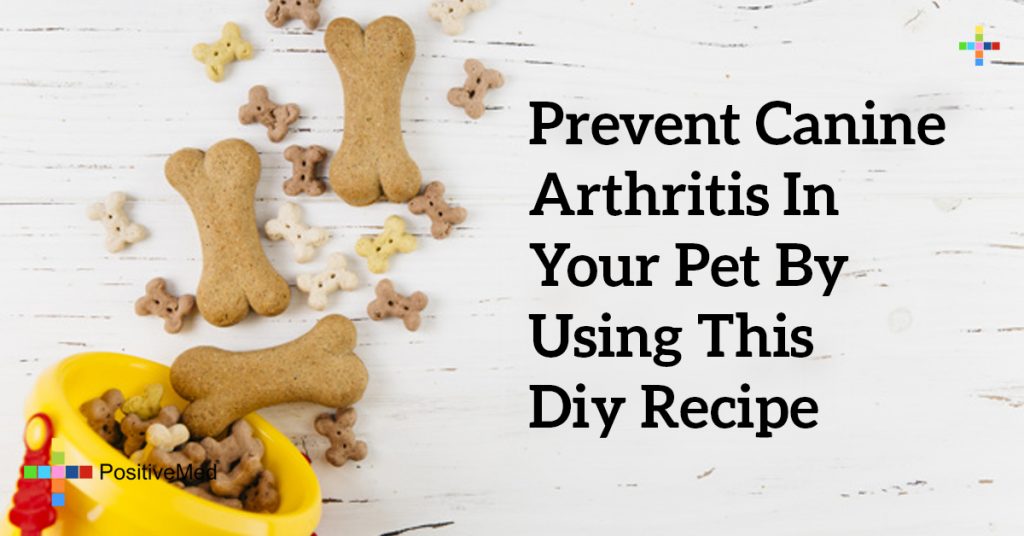 Prevent Canine Arthritis In Your Pet by Using This DIY Recipe