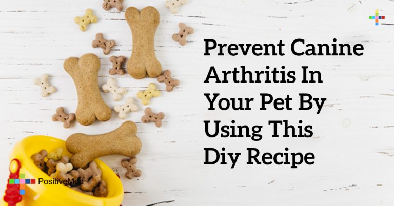 Prevent Canine Arthritis In Your Pet by Using This DIY Recipe Prevent Canine Arthritis In Your Pet by Using This DIY Recipe