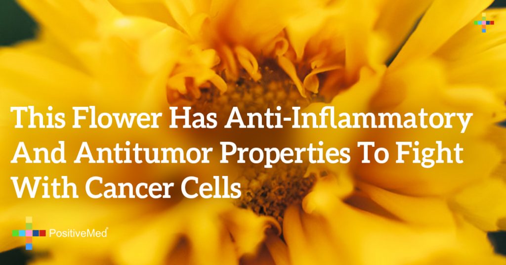 This Flower Has Anti-Inflammatory And Antitumor Properties To Fight With Cancer Cells