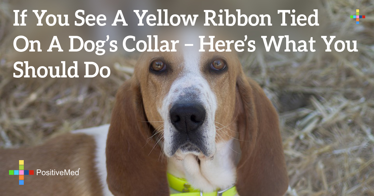 If You See A Yellow Ribbon Tied On A Dog’s Collar Here's What You
