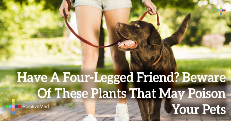 Have A Four-Legged Friend? Beware Of These Plants That May Poison Your Pets