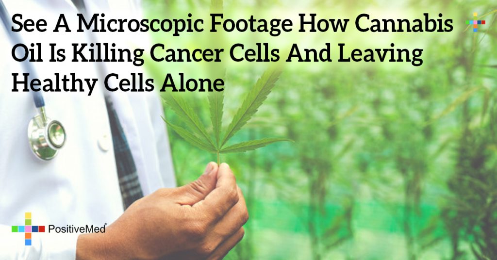 See A Microscopic Footage How Cannabis Oil Is Killing Cancer Cells And Leaving Healthy Cells Alone