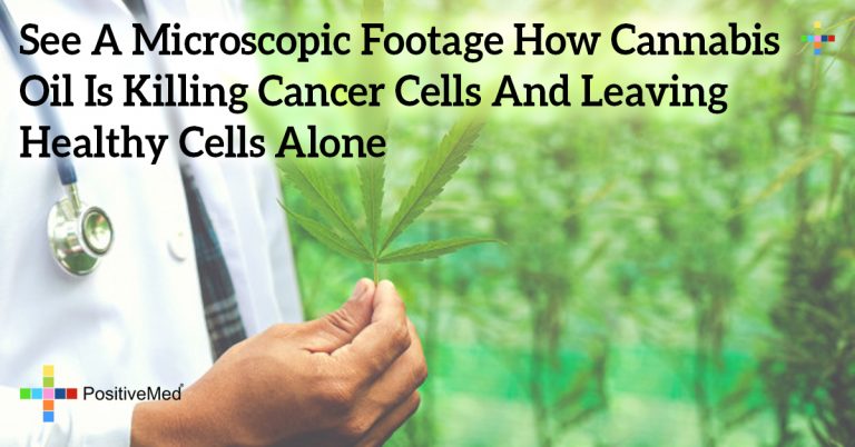 See A Microscopic Footage How Cannabis Oil Is Killing Cancer Cells And Leaving Healthy Cells Alone See A Microscopic Footage How Cannabis Oil Is Killing Cancer Cells And Leaving Healthy Cells Alone