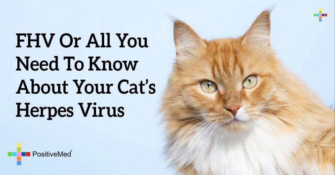 FHV Or All You Need To Know About Your Cat's Herpes Virus PositiveMed