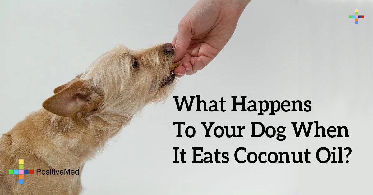 What Happens To Your Dog When It Eats Coconut Oil? PositiveMed