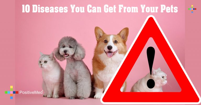 10 Diseases You Can Get From Your Pets 10 Diseases You Can Get From Your Pets