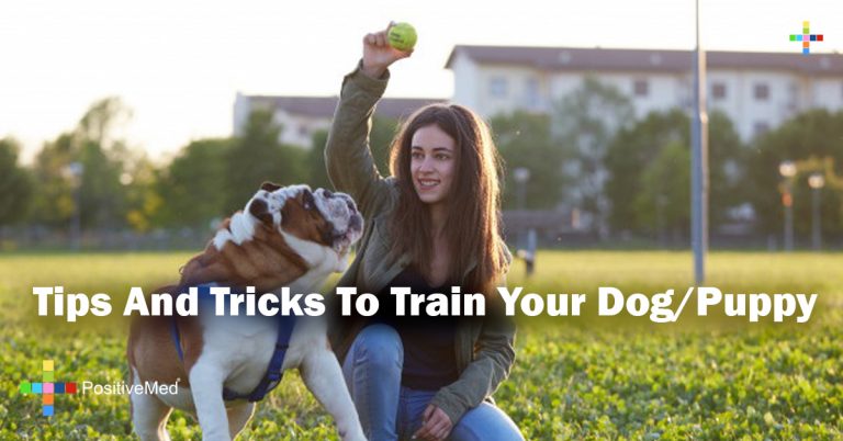 Tips And Tricks To Train Your Dog/Puppy