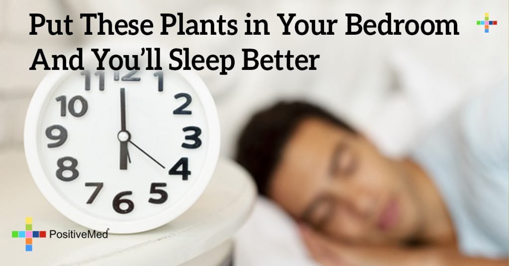 Put These Plants in Your Bedroom And You'll Sleep Better