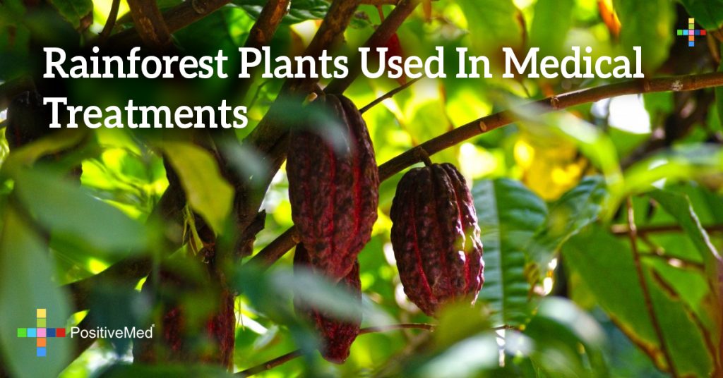 Rainforest Plants Used In Medical Treatments