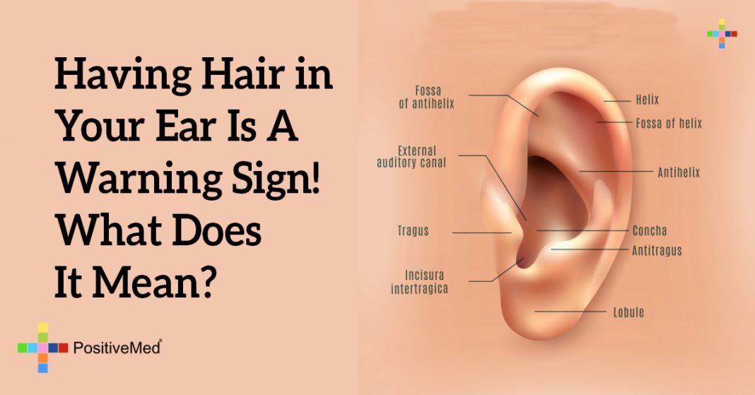 Having Hair in Your Ear Is A Warning Sign! What Does It Mean?
