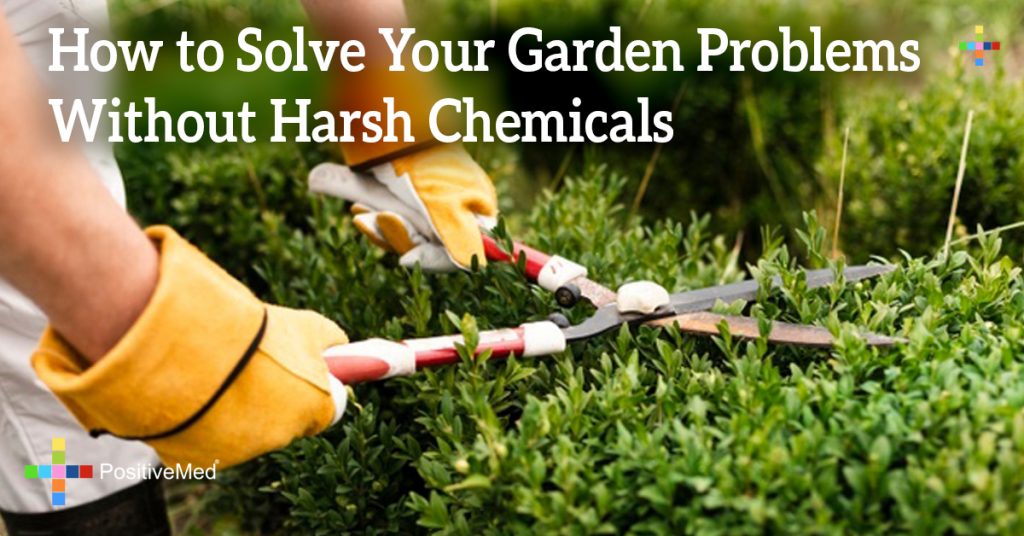 How to Solve Your Garden Problems Without Harsh Chemicals
