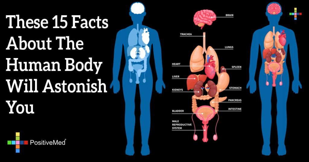 These 15 Facts About The Human Body Will Astonish You