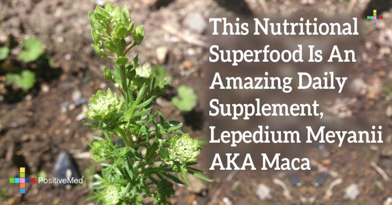This Nutritional Superfood Is An Amazing Daily Supplement, Lepedium Meyanii AKA Maca